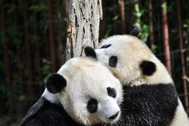 Panda Hugs That Heal the Heart