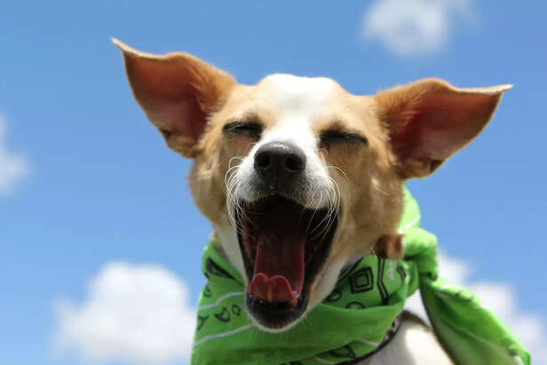 A Dog’s Joyful Yawn Under the Sun
