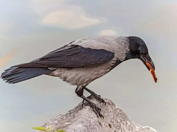 A crow eating