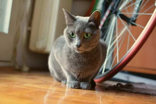 Russian Blue