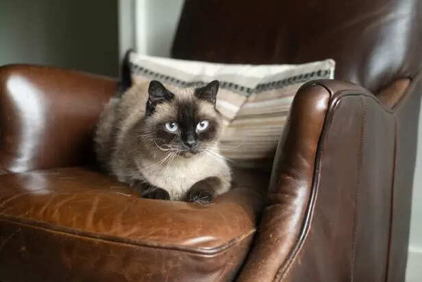Siamese Cat