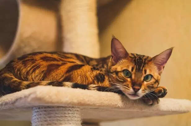 Bengal Cats