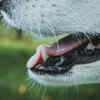 The Science Behind a Dog’s Licking Instinct