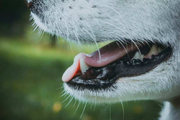 The Science Behind a Dog’s Licking Instinct