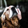 Dogs Provide Emotional Support Through Affection