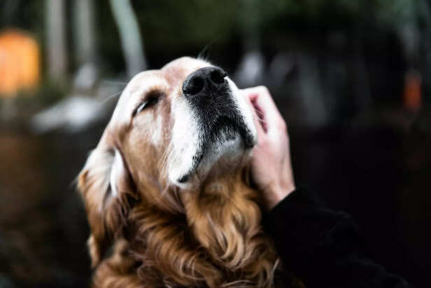 Dogs Provide Emotional Support Through Affection