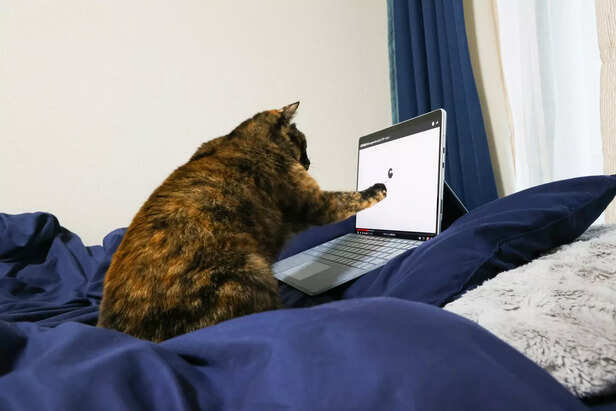 The Curious Cat Typist