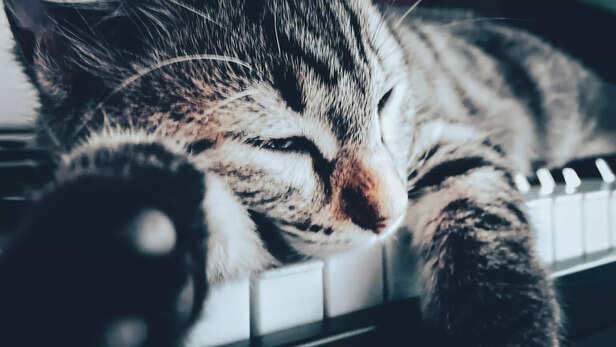 The Snoozing Keyboard Cat