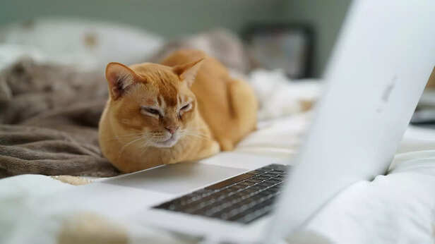 The Cozy Laptop Lounger