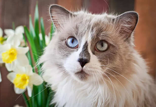 The Puppy Cat