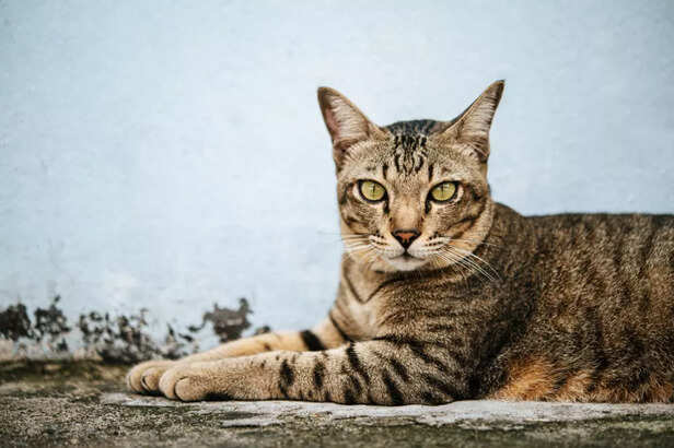 The Watchful Guardian