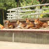 Group of Street Dogs Resting Together