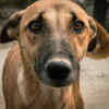Close-Up of a Street Dog