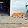 Street Dog Resting Near a Shop