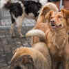 Group of Stray Dogs in an Urban Area
