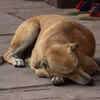 Sleeping Street Dog on Pavement