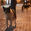 Street Dogs Roaming at Night