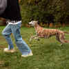 Person Running from a Greyhound Dog in Park