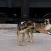 Stray Dogs Resting Near Railway Tracks