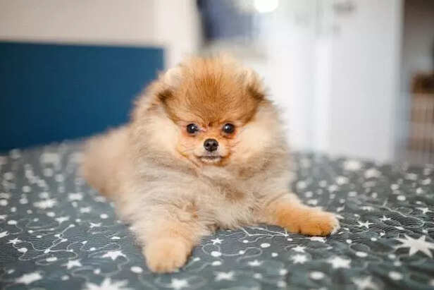 Pomeranian