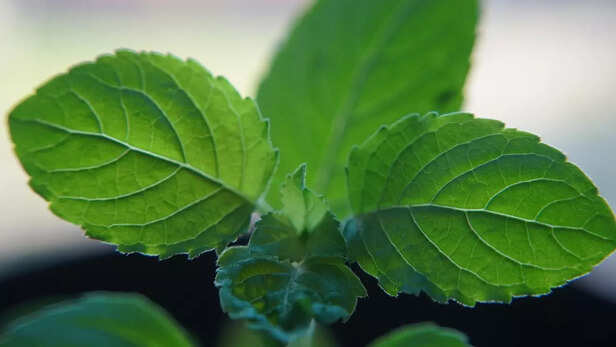 tulsi leaves