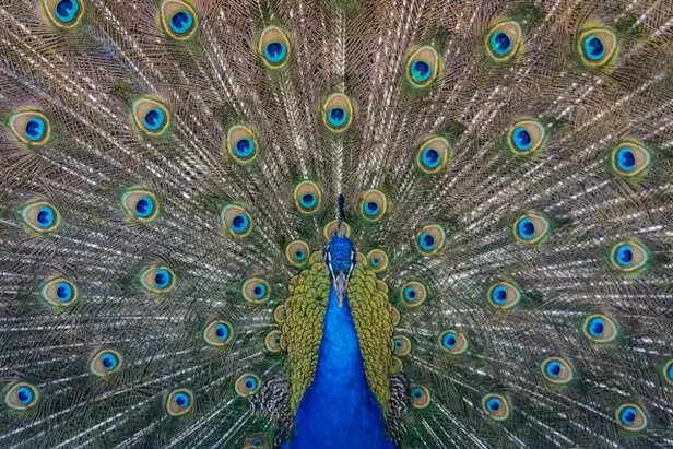Peacock