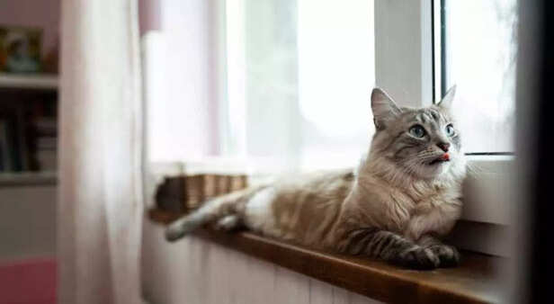 Cats don't just look outside, they look for their owners