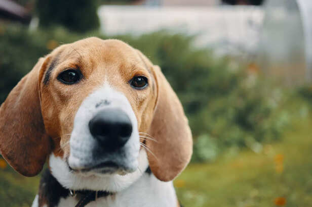 Beagle