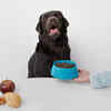 Balanced Meal with Fresh Food and Kibble