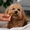 Happy Pet Chewing a Bone Snack