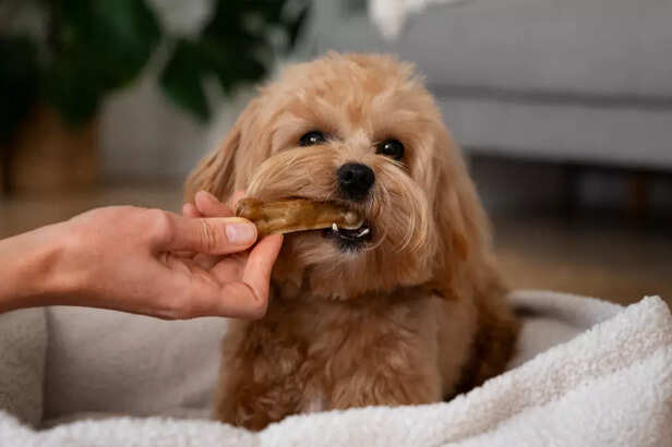 Happy Pet Chewing a Bone Snack