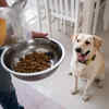 Happy Labrador Ready for a Balanced Meal