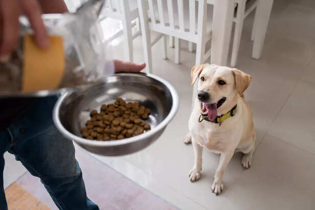 Happy Labrador Ready for a Balanced Meal