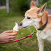 Pet Eating Ice Cream Snack Outdoors