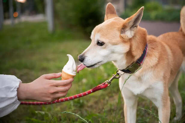 Pet Eating Ice Cream Snack Outdoors