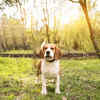 Alert and Energetic Puppy