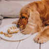 Dog Enjoying a Tasty Meal