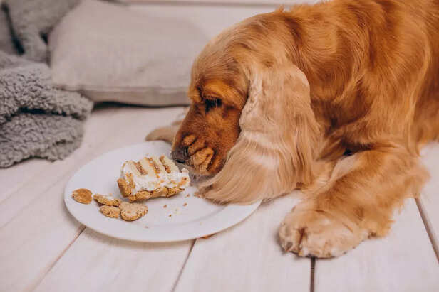 Dog Enjoying a Tasty Meal