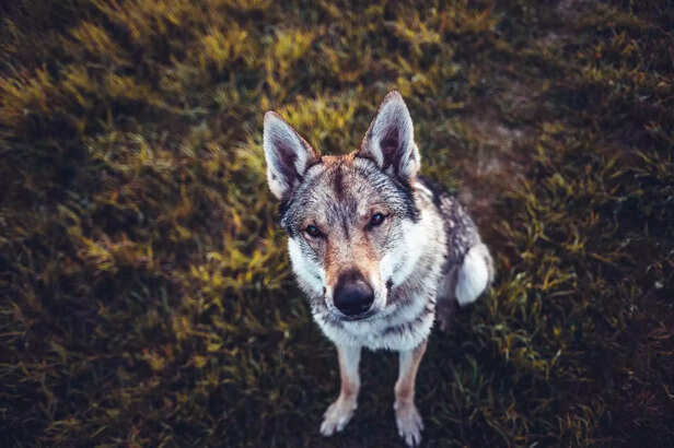 Czechoslovakian wolfdog