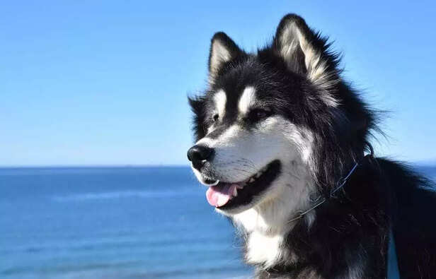 Siberian Husky