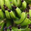 Green banana