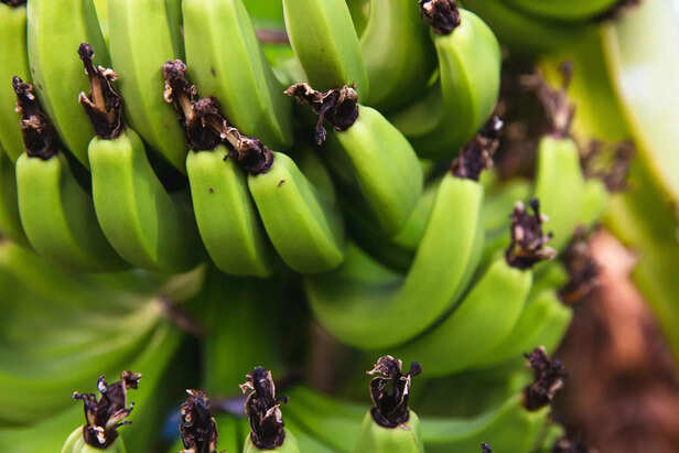 ​Green banana