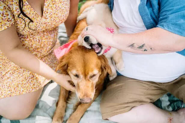 Bond between pet and human