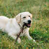 Labrador Retriever chewing stick in grassy field