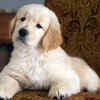 Golden Retriever puppy resting indoors