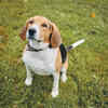 Beagle sitting on grass outdoors