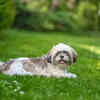 Shih Tzu relaxing on green grass outdoors