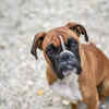 Boxer dog looking up