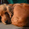 Golden Cocker Spaniel curled up resting indoors