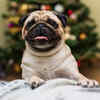 Happy Pug indoors